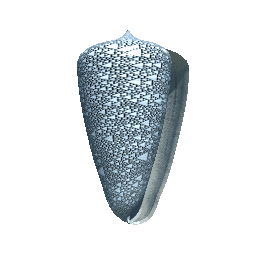Cone Shell